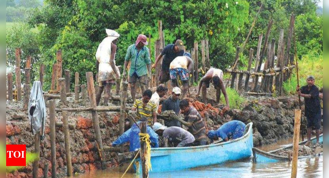 Goa: Week-long rain leaves crops damaged in Divar, farmers morose | Goa ...