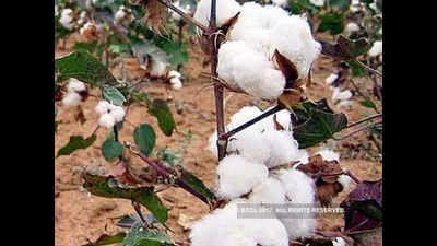 Nagpur: Three years after deadline, SIT quietly submits HT cotton seeds report