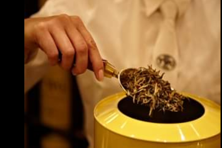 Singaporean Yellow Gold tea buds