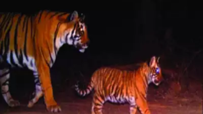 Tigress, cub that killed 2 men in Uttar Pradesh may have moved, officials on lookout to prevent rerun