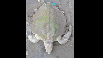 Turtle trapped in fishing net rescued at Hazira