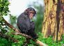 Monkey B Virus: All you need to know