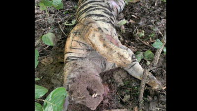 Tadoba tiger death in Chandrapur: Postmortem inconclusive