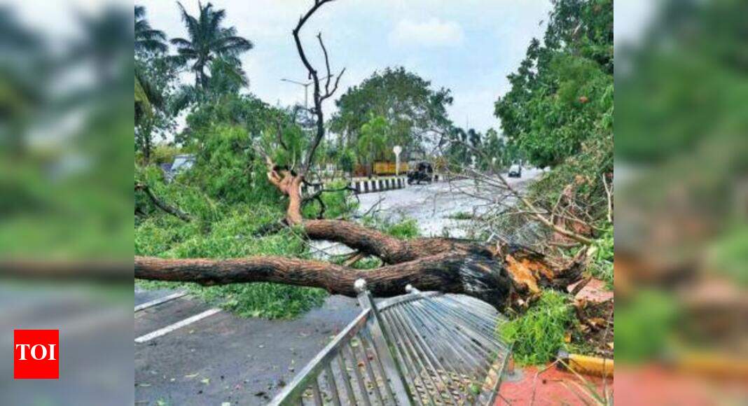 Mumbai: 30-year-old injured in tree crash | Mumbai News - Times of India