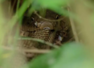 A viral picture shows a cobra eating another cobra