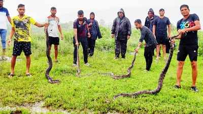 Navi Mumbai: Four Indian rock pythons rescued amid heavy rains