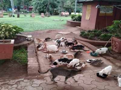 Illegal to stop feeding of stray animals': Mumbai SPCA tells BMC | Mumbai  News - Times of India