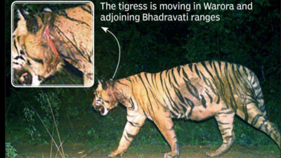 Two months on, Warora tigress still moving with wire snare in Chandrapur forest