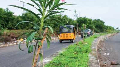 Chennai: Velachery residents aim to plant 1 lakh saplings in 1 year