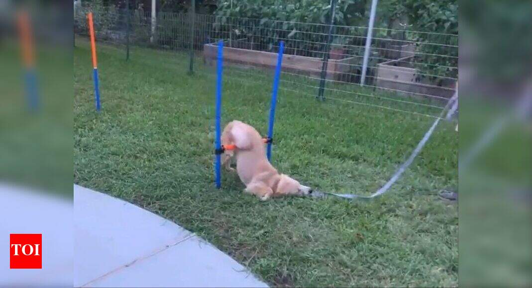 Puppy slouches during training, refuses to get up; Video runs viral ...