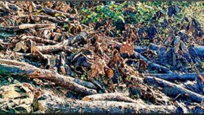 Maharashtra: PCCF reopens tree felling case, seeks report in 15 days