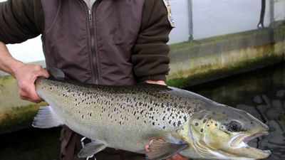 Groups urge state to protect last wild Atlantic salmon in US