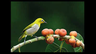 Shrinking forests impacting seed dispersal by birds, reveals study