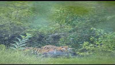 Fresh tiger sighting triggers panic in Chandrapur Super Thermal Power Station