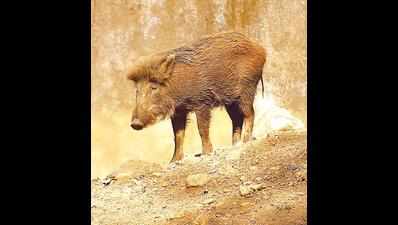 Submit study backing decision to declare wild boar as vermin: Amicus curiae