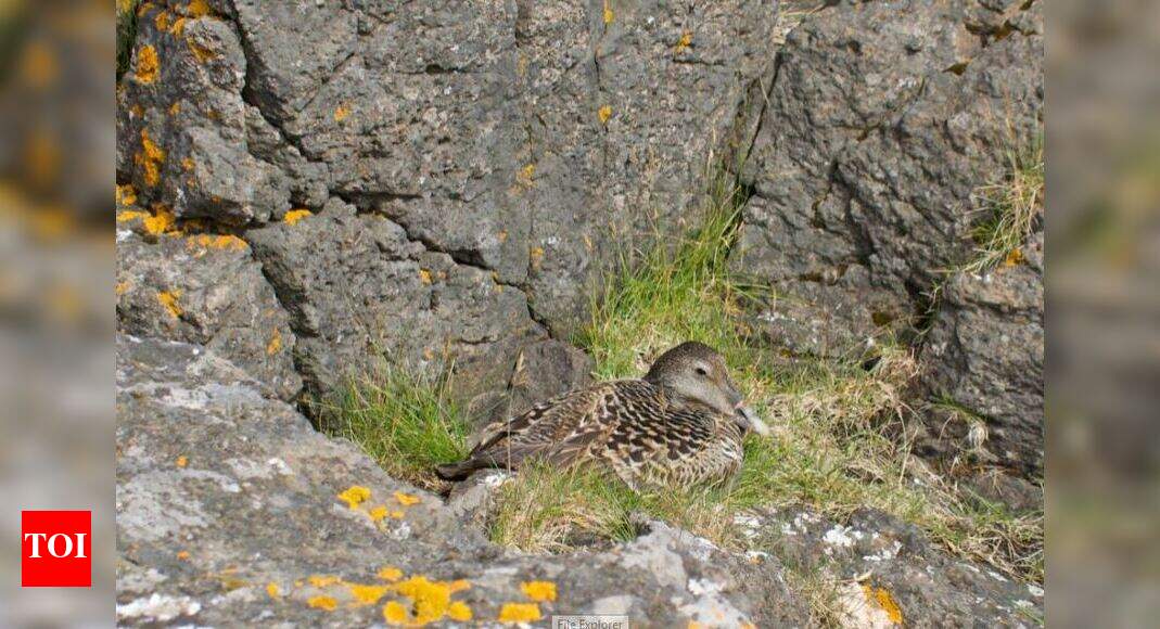 Iceland, home to world's most expensive feather treasure Times of India