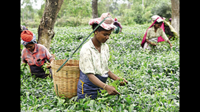 Small tea growers’ panel demands MSP of 25/kg
