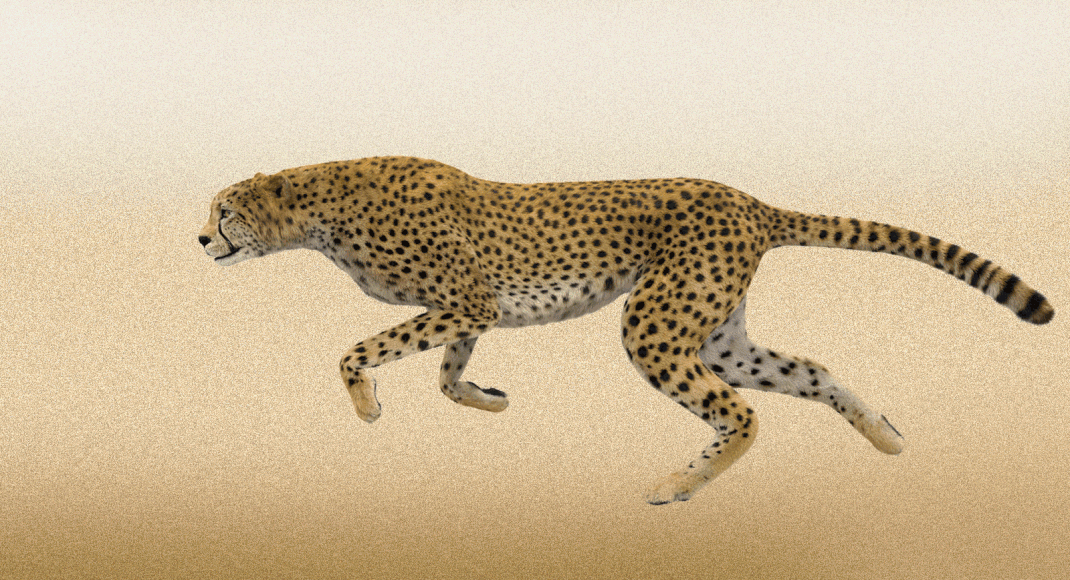 What it means for cheetah to be home again in India - Times of India
