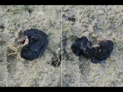Video of marine flatworm taking over crab goes viral, internet says eek!
