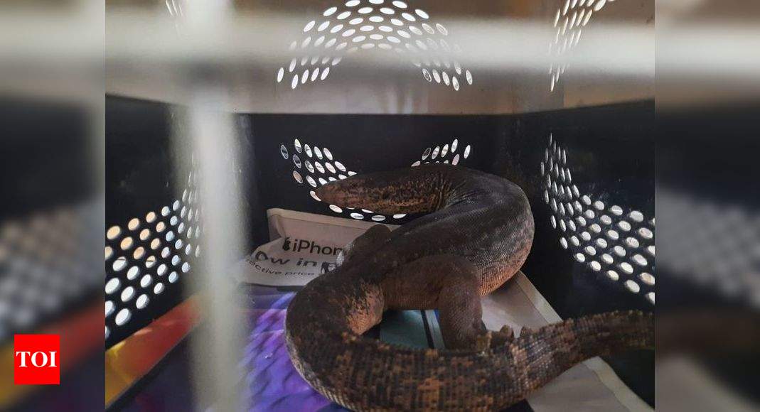 Mumbai Monitor lizard enters autorickshaw after heavy rains; rescued