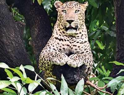 Leopard that ‘snatched toddler’ shot in Uttarakhand
