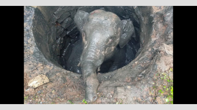 Karnataka: Jumbo calf rescued from pit after 6-hour operation