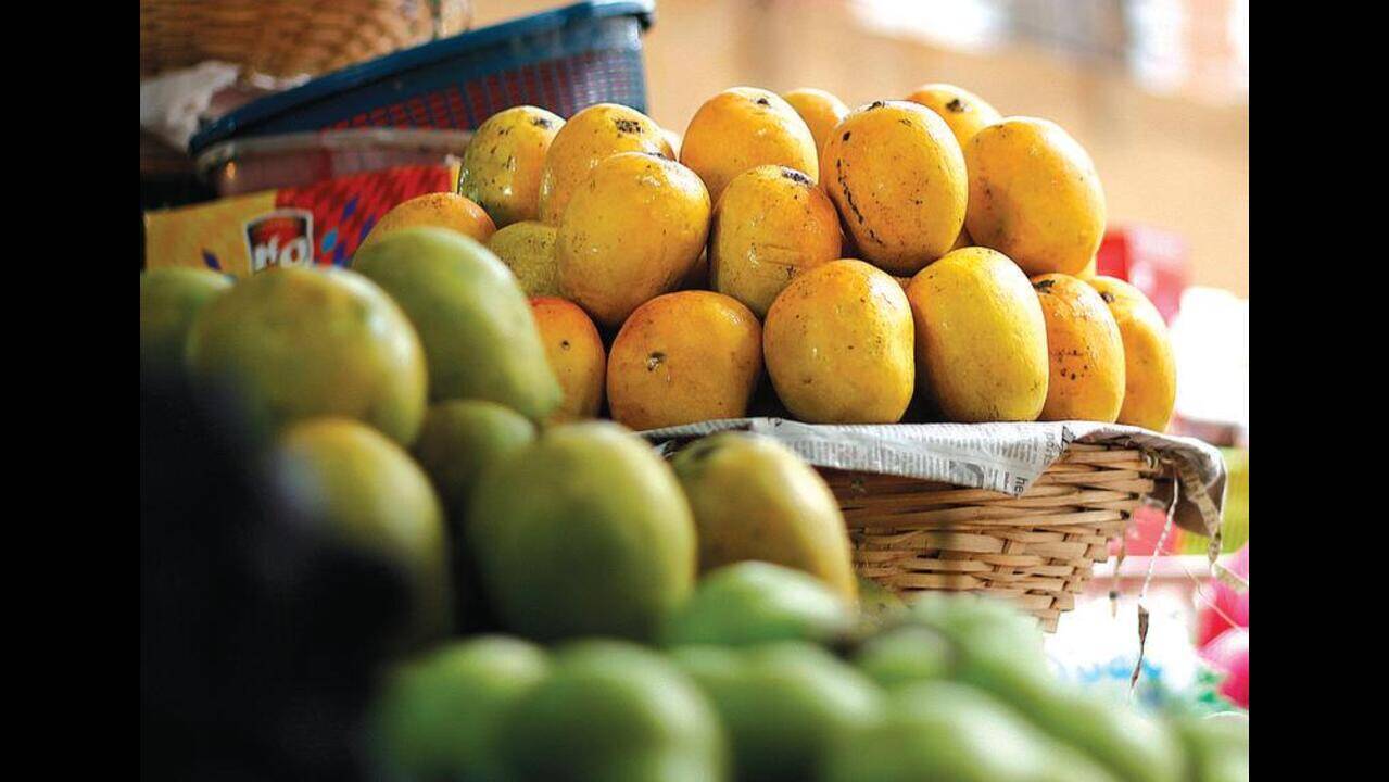 State starts process to get Geographical Indication tag for three Goan  mango types | Goa News - Times of India