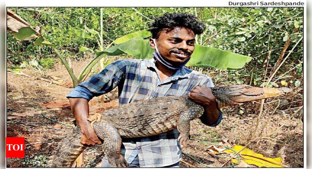 Goa: As floods recede, animal rescuers receive spate of calls