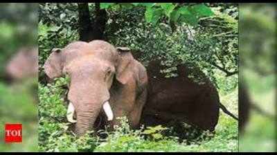 Bid to radio collar wild elephant suspended in Mettupalayam as three kumkis sent for rejuvenation