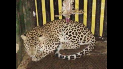 Maharashtra: Wrong leopard gets trapped in Saoli, released into the wild