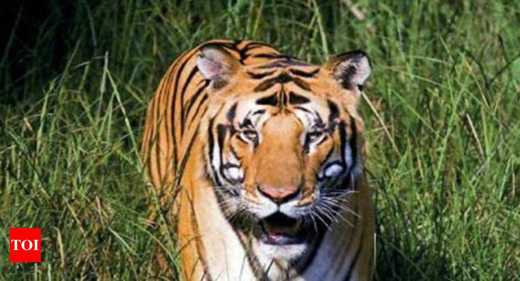 West Bengal to release 14 tigers in Buxa national park: Minister | Kolkata  News - Times of India