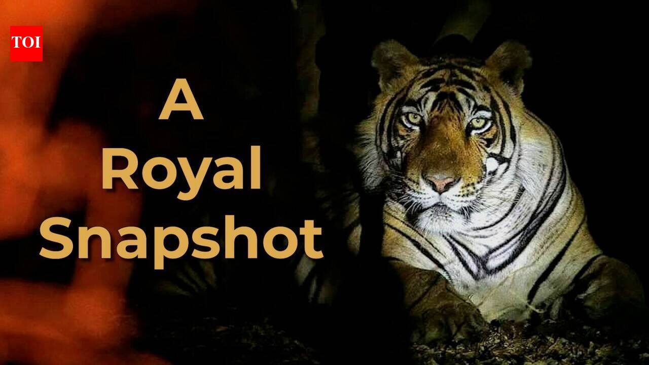 Photographers share their favourite tiger pictures and memories
