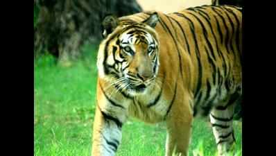 ‘Tiger habitats overlooked in rush to grant nod for infra projects’
