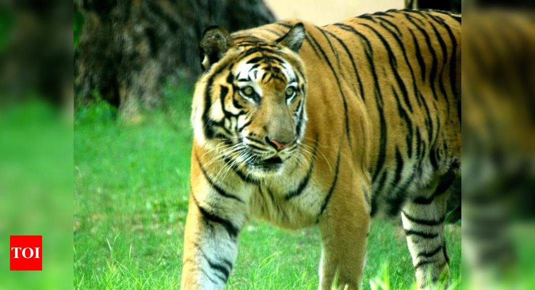 Tiger habitats overlooked in rush to grant nod for infra projects' | Nagpur  News - Times of India