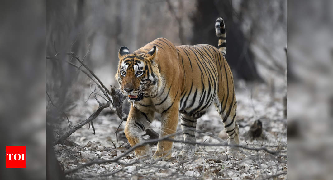 Reliable weight data for wild tigers are difficult to find