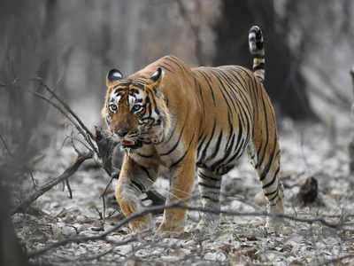 International Tiger Day: Are safaris at wildlife reserves detrimental to  tiger conservation? - Times of India