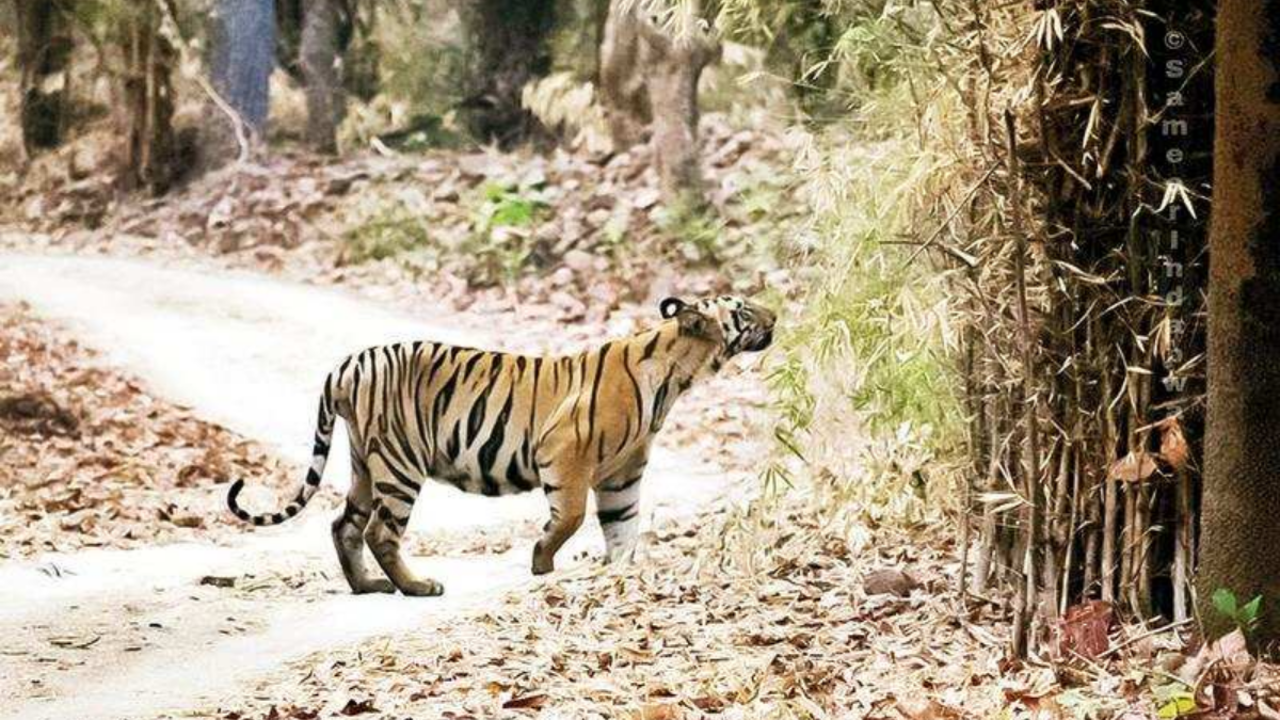 Tigers to be biggest casualty if man-animal conflict flares up | Nagpur News - Times of India Tigers to be biggest casualty if man-animal conflict flares up | Nagpur News - Times of India