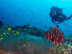 Best Places for Scuba Diving in India