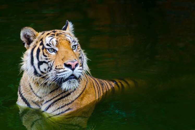 Indian Tiger Sanctuaries | Offbeat tiger sanctuaries to visit in India ...