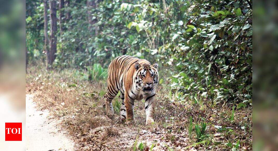 TIGER RESERVES GET CA|TS | Nagpur News - Times of India - Vimarsana News