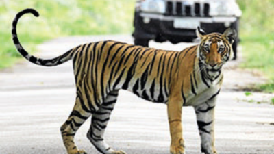 Burning bright: Assam tiger count touches 200