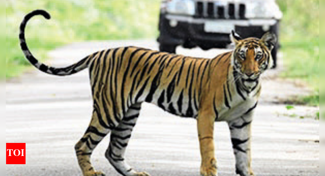 Burning bright: Assam tiger count touches 200 | Guwahati News - Vimarsana News