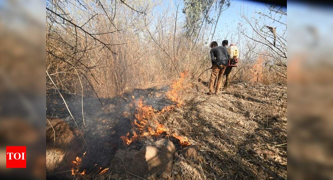 Over 3 lakh forest-fires alerts recorded since November 2020: Govt ...