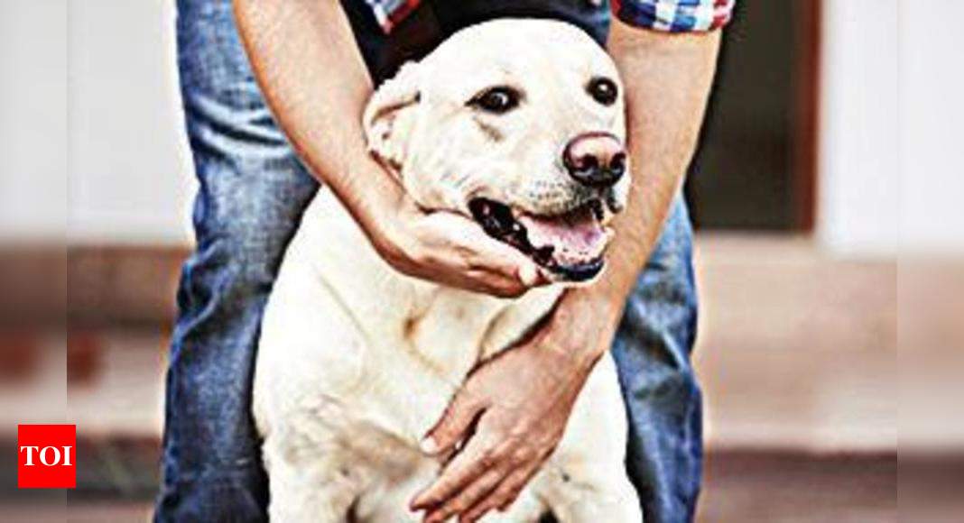 GHMC to hunt down illegal dog breeders