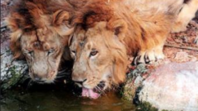 Eight new satellite habitats for lions planned in Gujarat