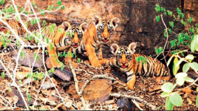 Rajasthan: Ranthambore Tiger Reserve fails to provide data for global tag