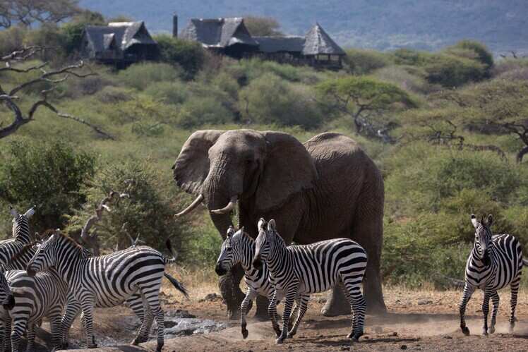 Elephant Bedroom Camp