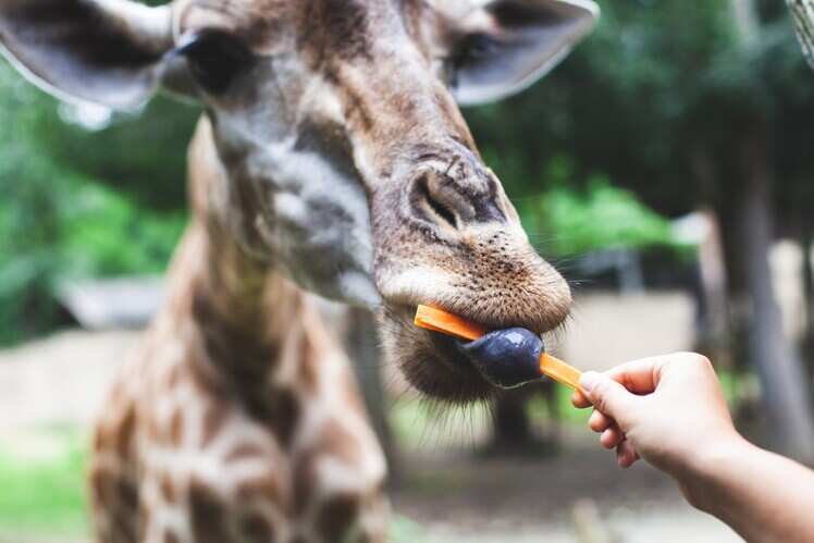 Giraffe Manor