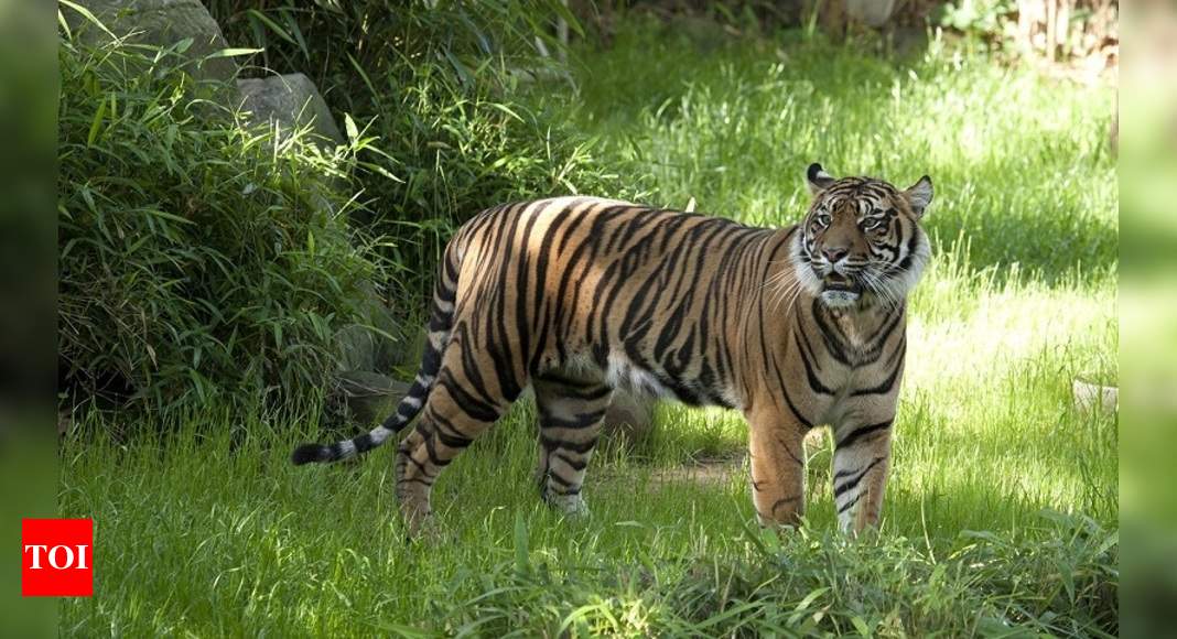 Creative presentation on tiger conservation marks World Tiger Day ...