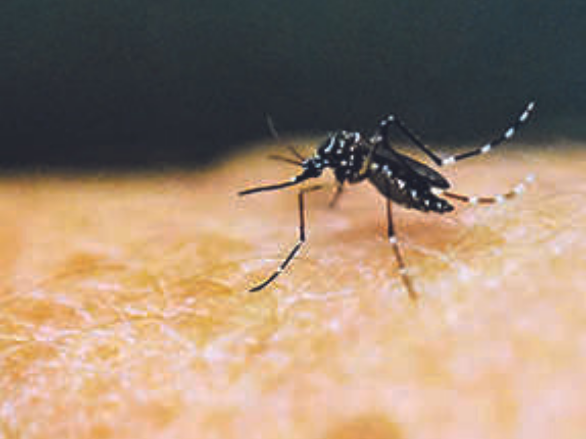 Maharashtra reports first case of Zika virus in Pune district | Pune News -  Times of India